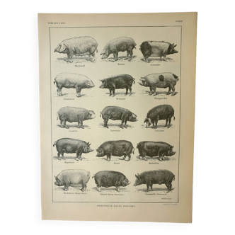 Gravure ancienne 1922, Porc, cochon, races, porcin, boucherie • Lithographie, Planche originale