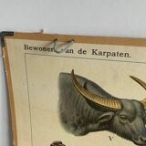 Educational Chart, 1950s