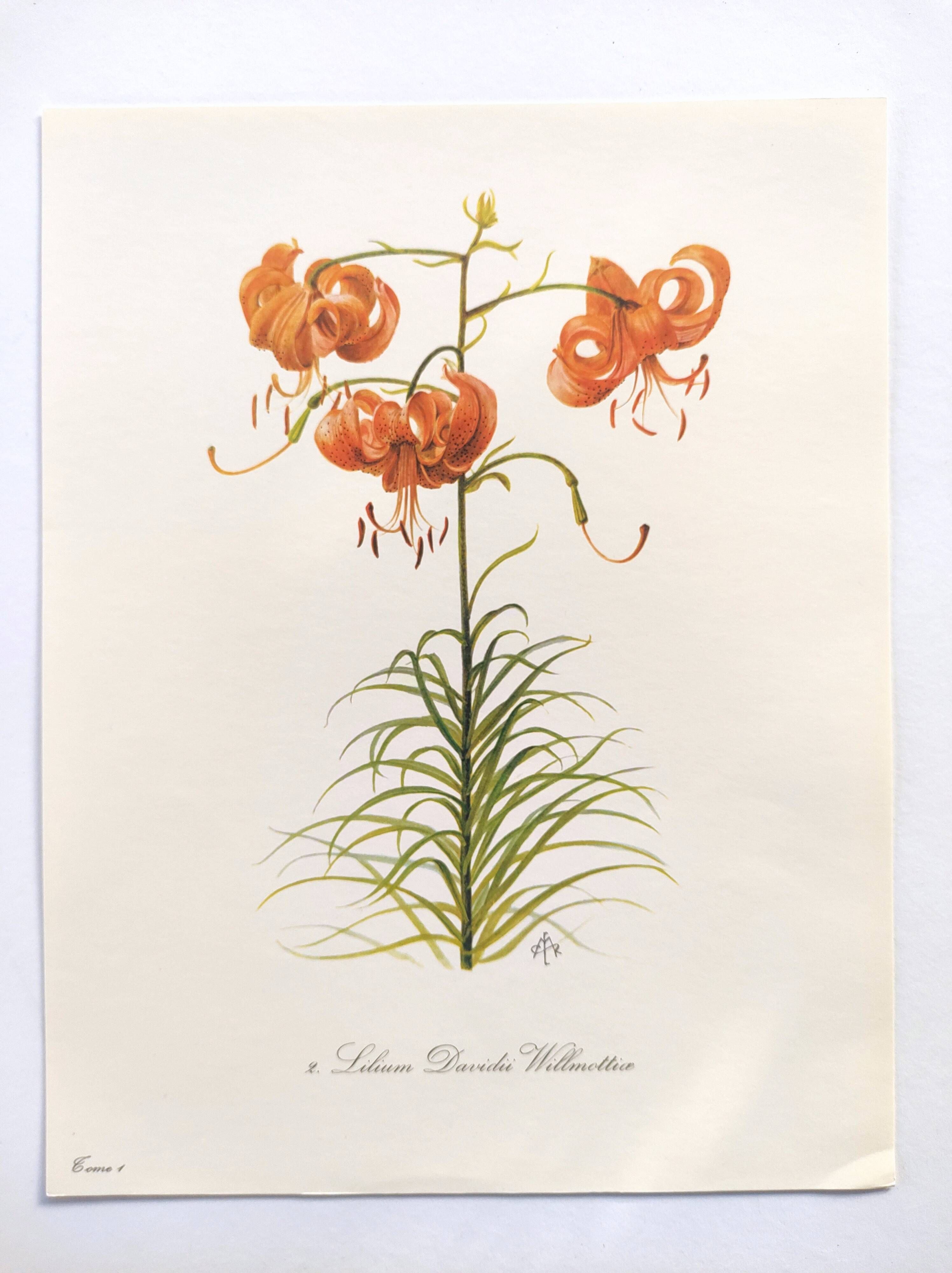 Vintage botanical plate from 1978 - Dracontia Parrot Tulip - Plant engraving - Lily watercolor