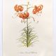 Vintage botanical plate from 1978 - Dracontia Parrot Tulip - Plant engraving - Lily watercolor
