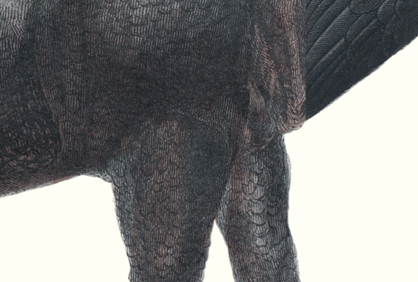 Lithograph engraving animal chimera - touceros