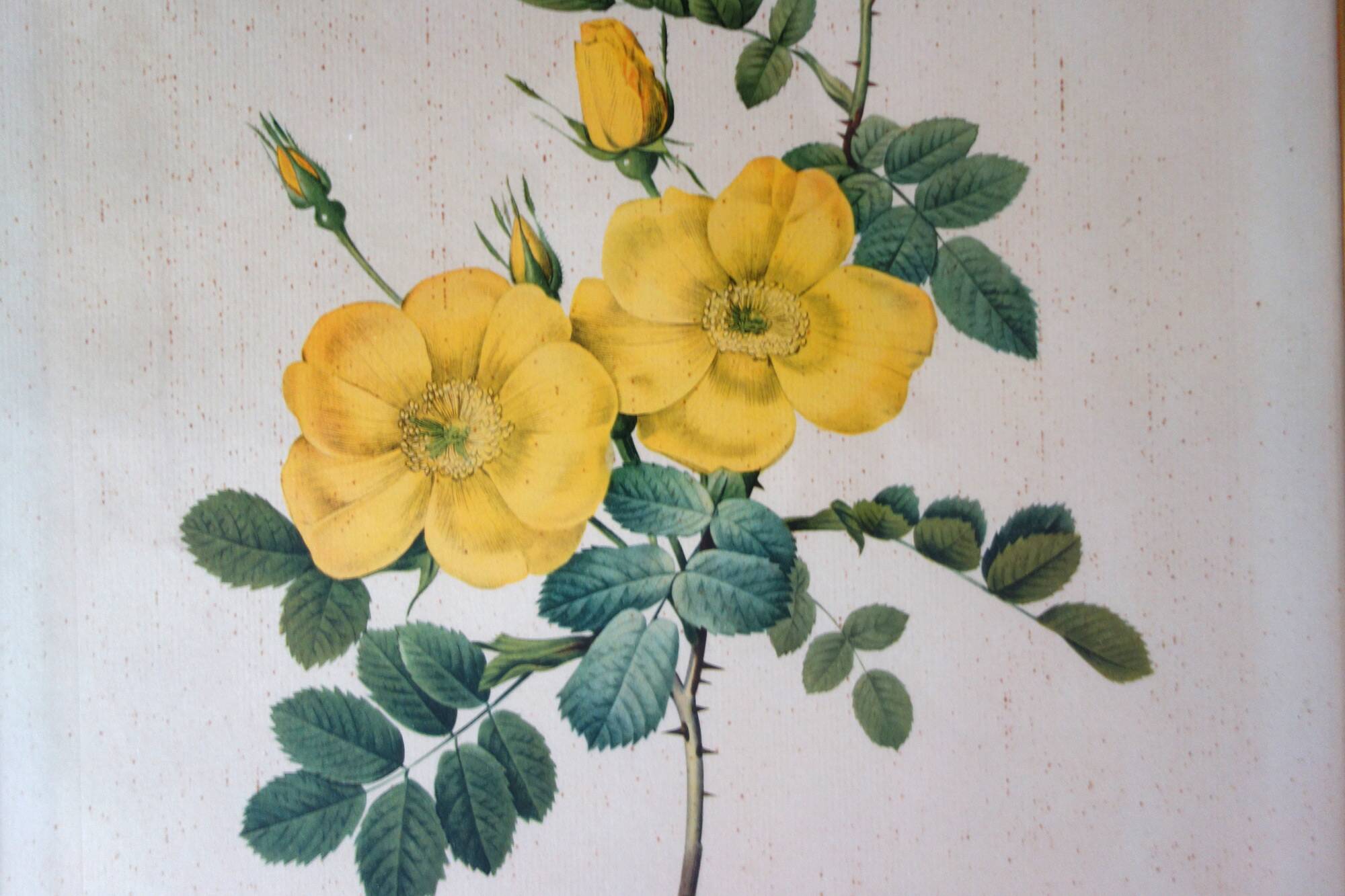 4 antique botanical plates of roses by P.J. Redouté