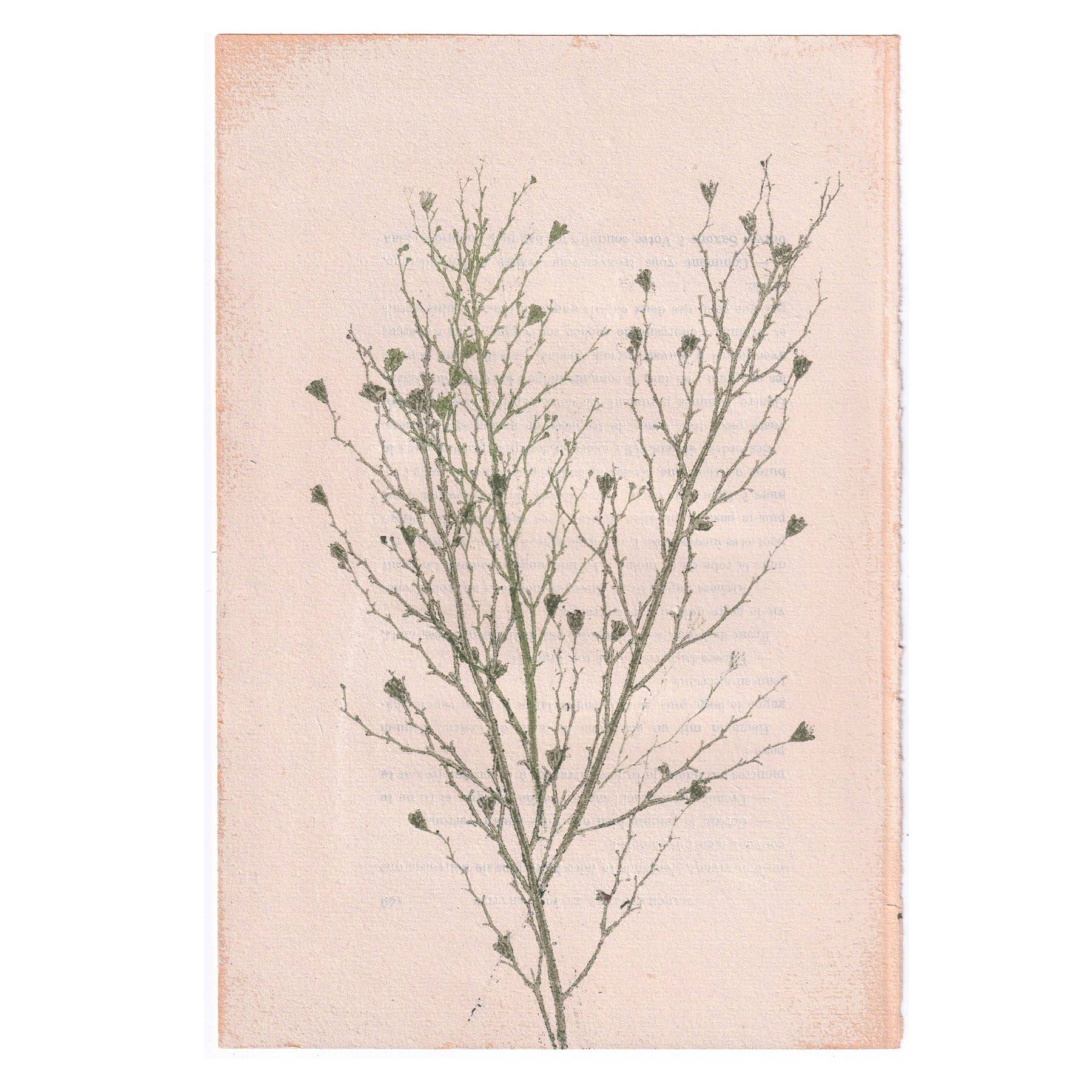 Painting on paper botanical herbarium series signed Eawy