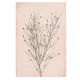 Painting on paper botanical herbarium series signed Eawy