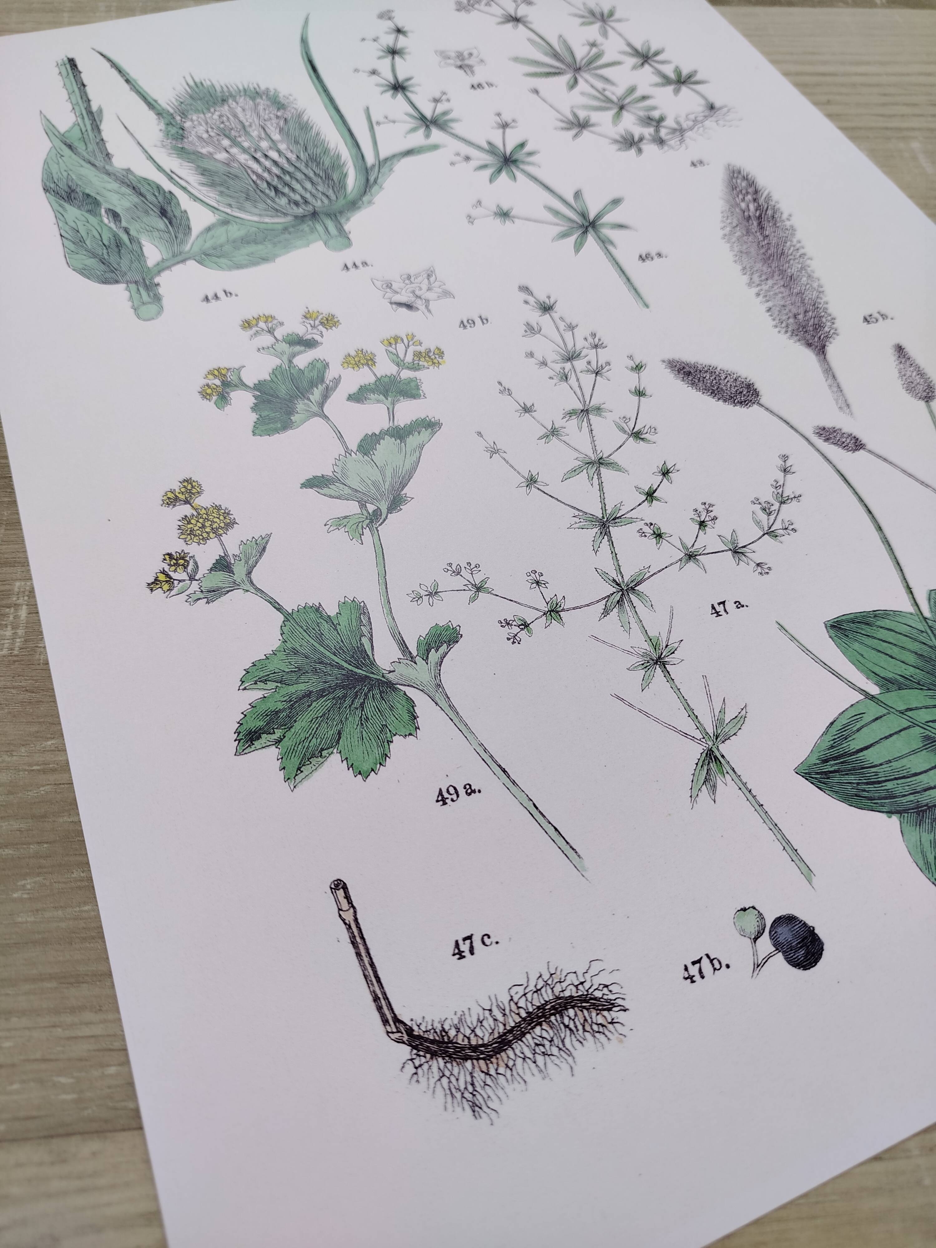 Affiche sur les plantes d'après une gravure de 1881 "plantain"