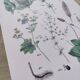 Plant poster based on an 1881 engraving "plantain"