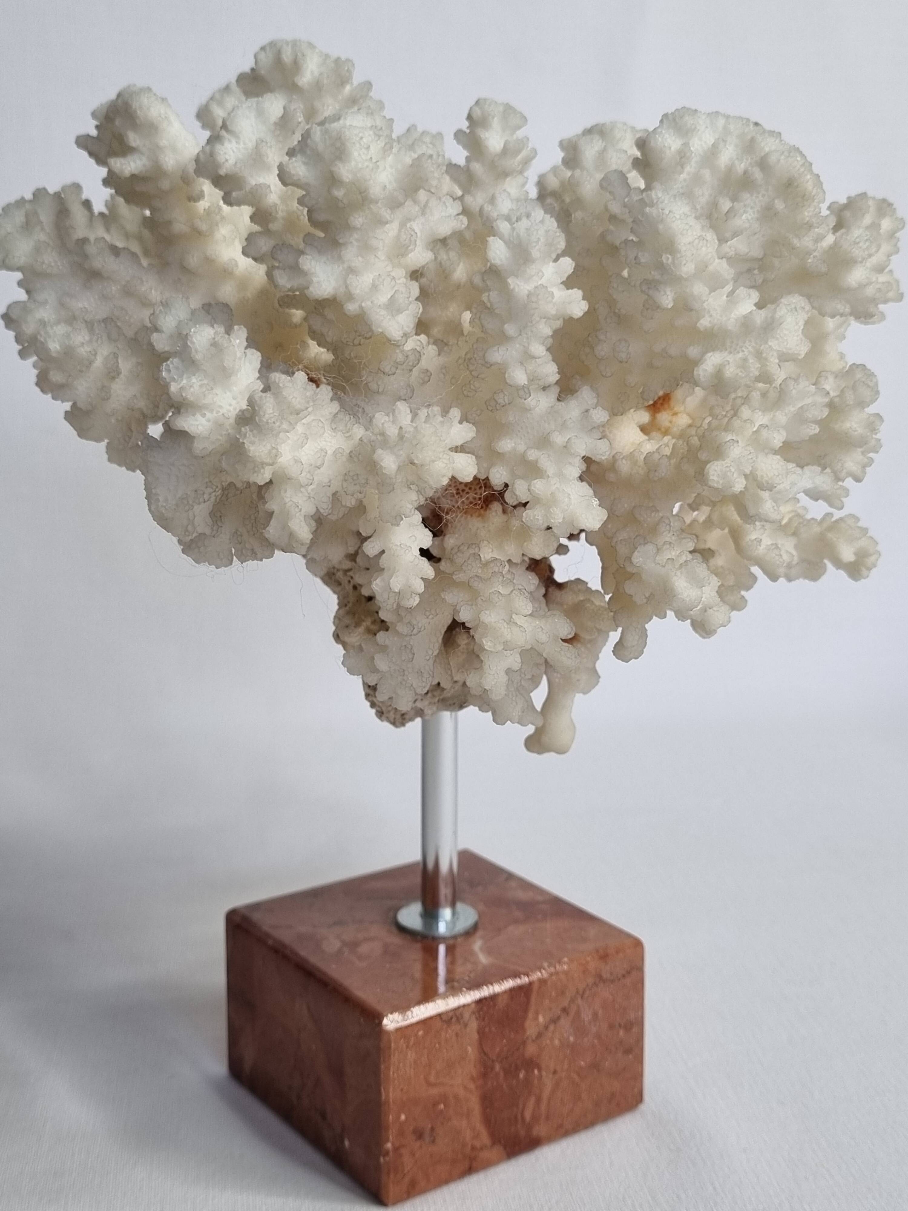 Old white coral on marble base 24 cm