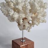 Old white coral on marble base 24 cm