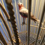 Chandelier suspension in metal, cage shape, from the 60s