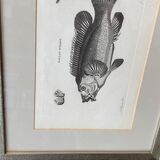 Fish engraving