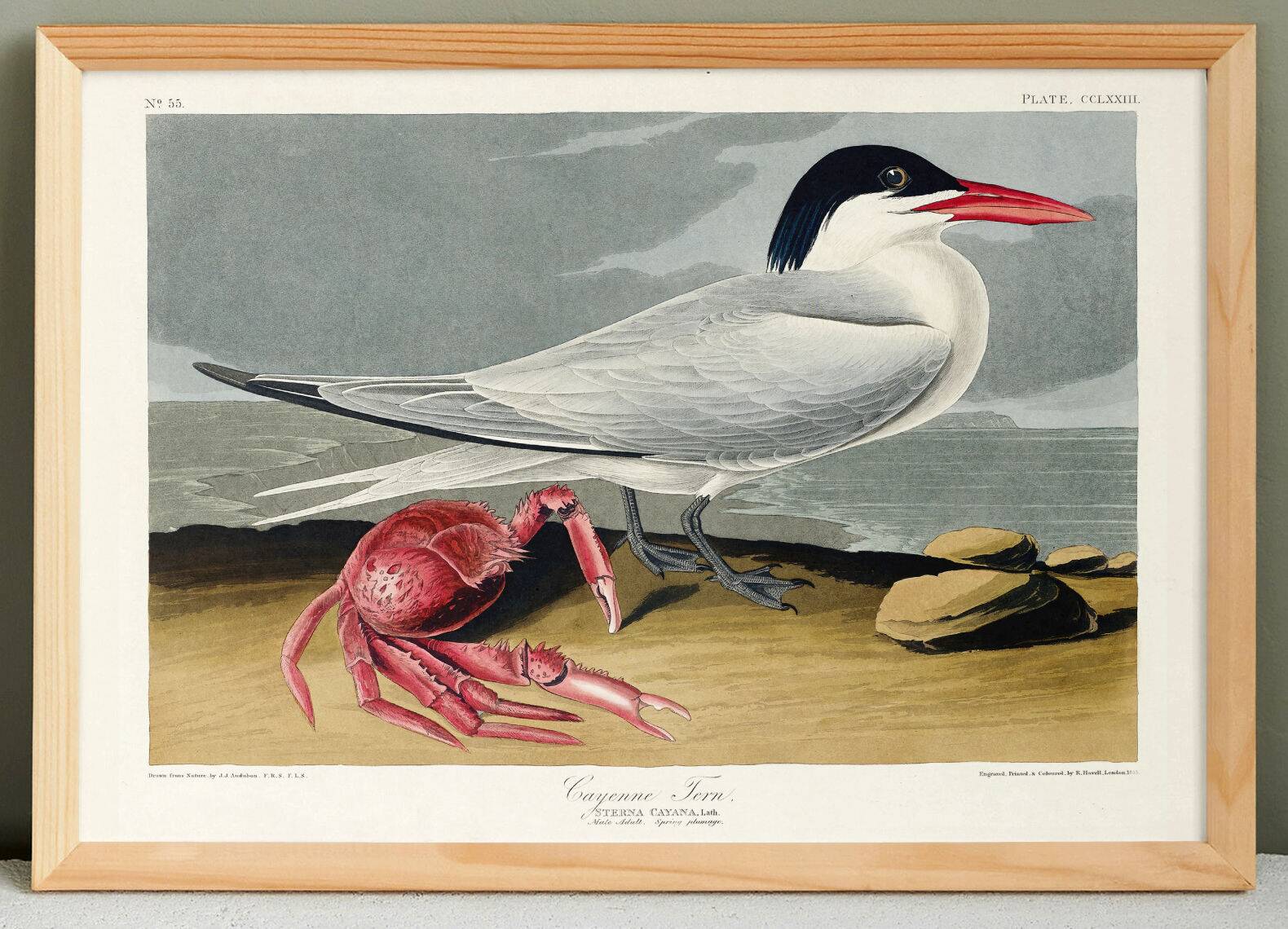 Poster about the Cayenne Tern, based on an old engraving from 1827.