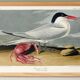 Poster about the Cayenne Tern, based on an old engraving from 1827.