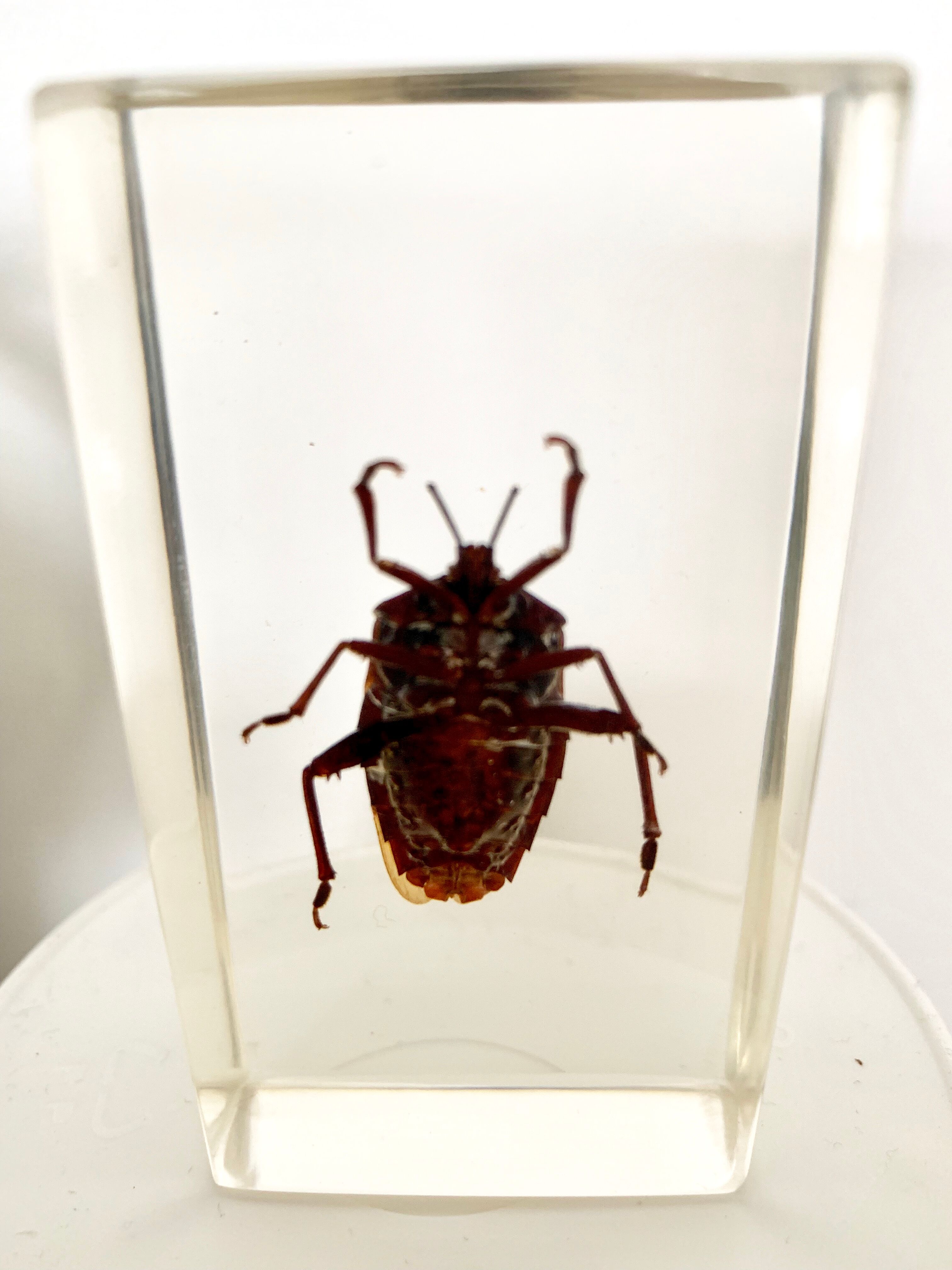 Pack of 3 insect inclusions