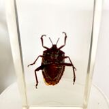 Pack of 3 insect inclusions