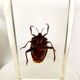 Pack of 3 insect inclusions