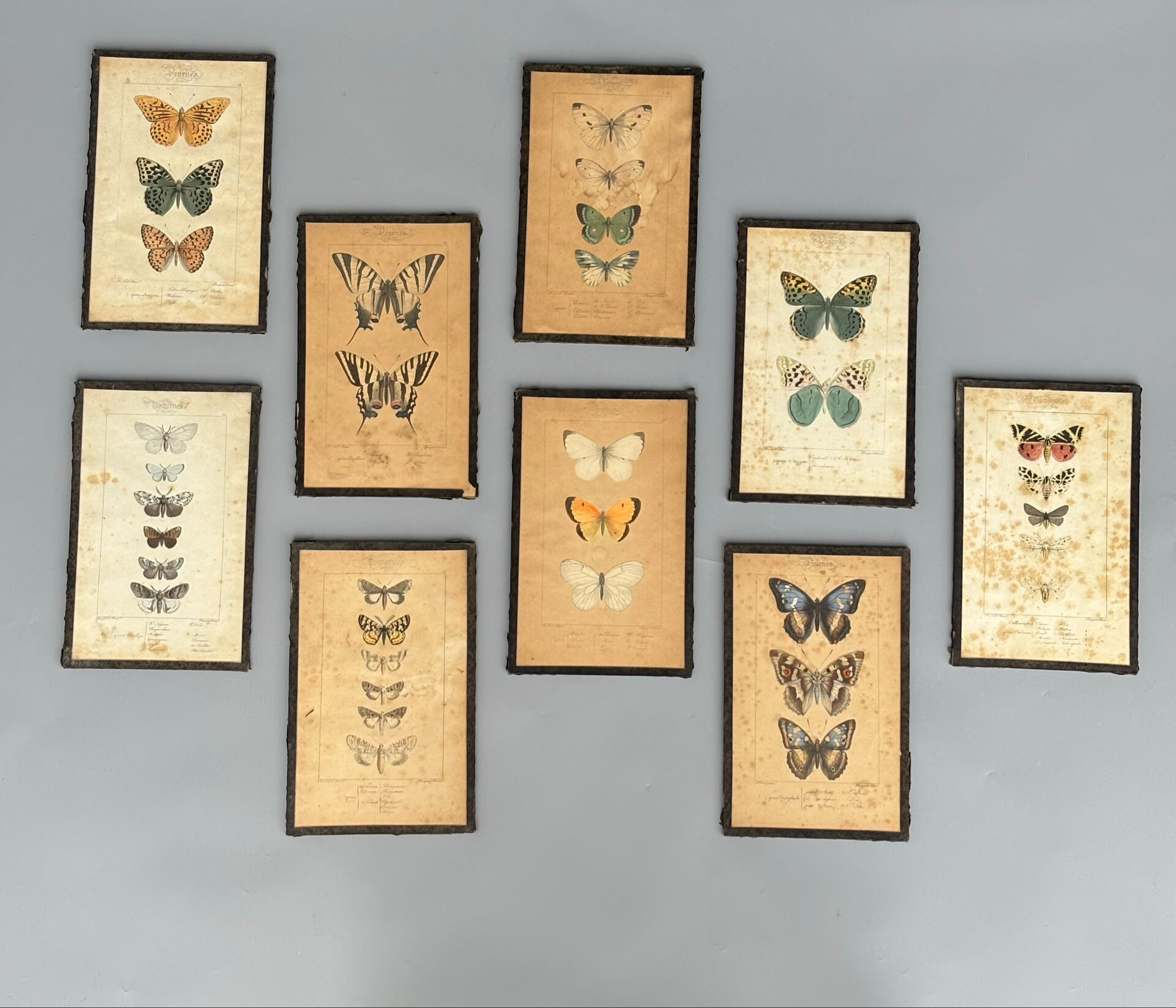 Ensemble de neuf anciens cadres de planches décoratives de papillons