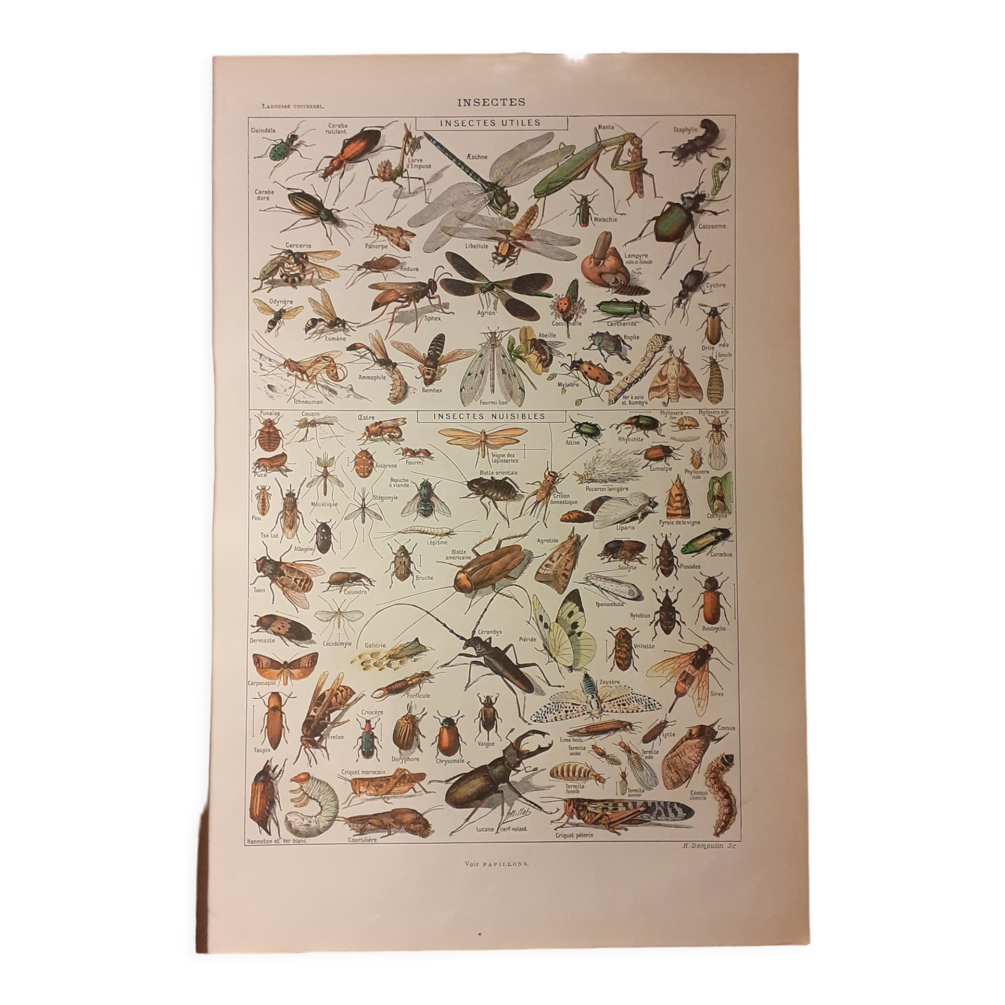 Lithographie sur les insectes de 1922