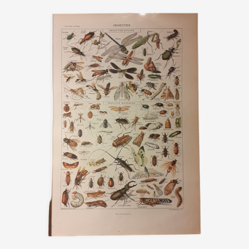 Lithograph on insects from 1922