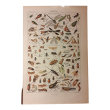 Lithographie sur les insectes de 1922