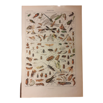 Lithograph on insects from 1922