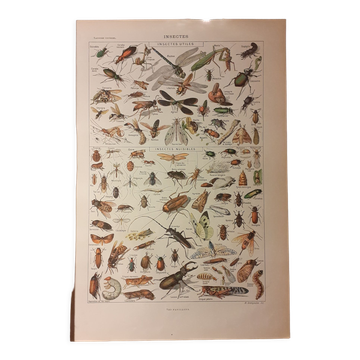 Lithograph on insects from 1922