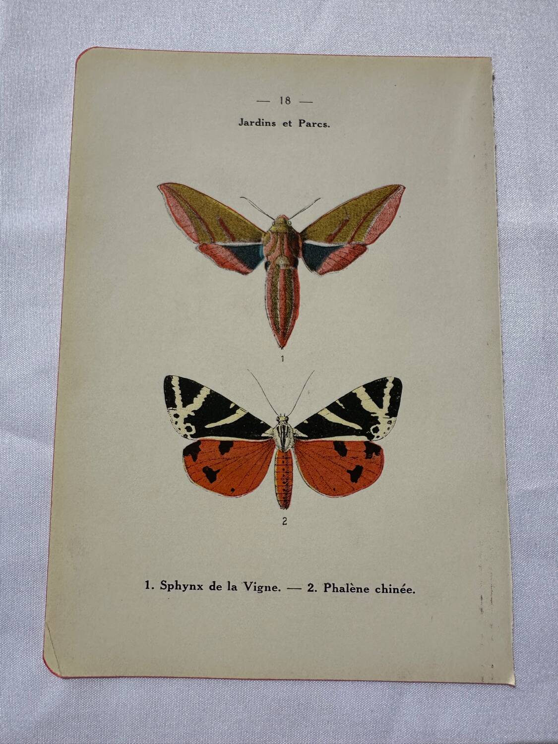 Botanical engraving plant France double-sided naturalist plate