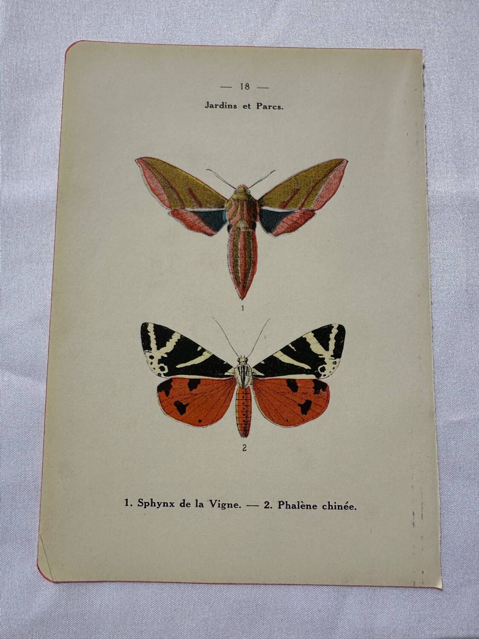 Gravure botanique plante France planche naturaliste double face