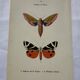 Botanical engraving plant France double-sided naturalist plate