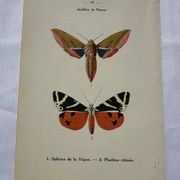 Gravure botanique plante France planche naturaliste double face