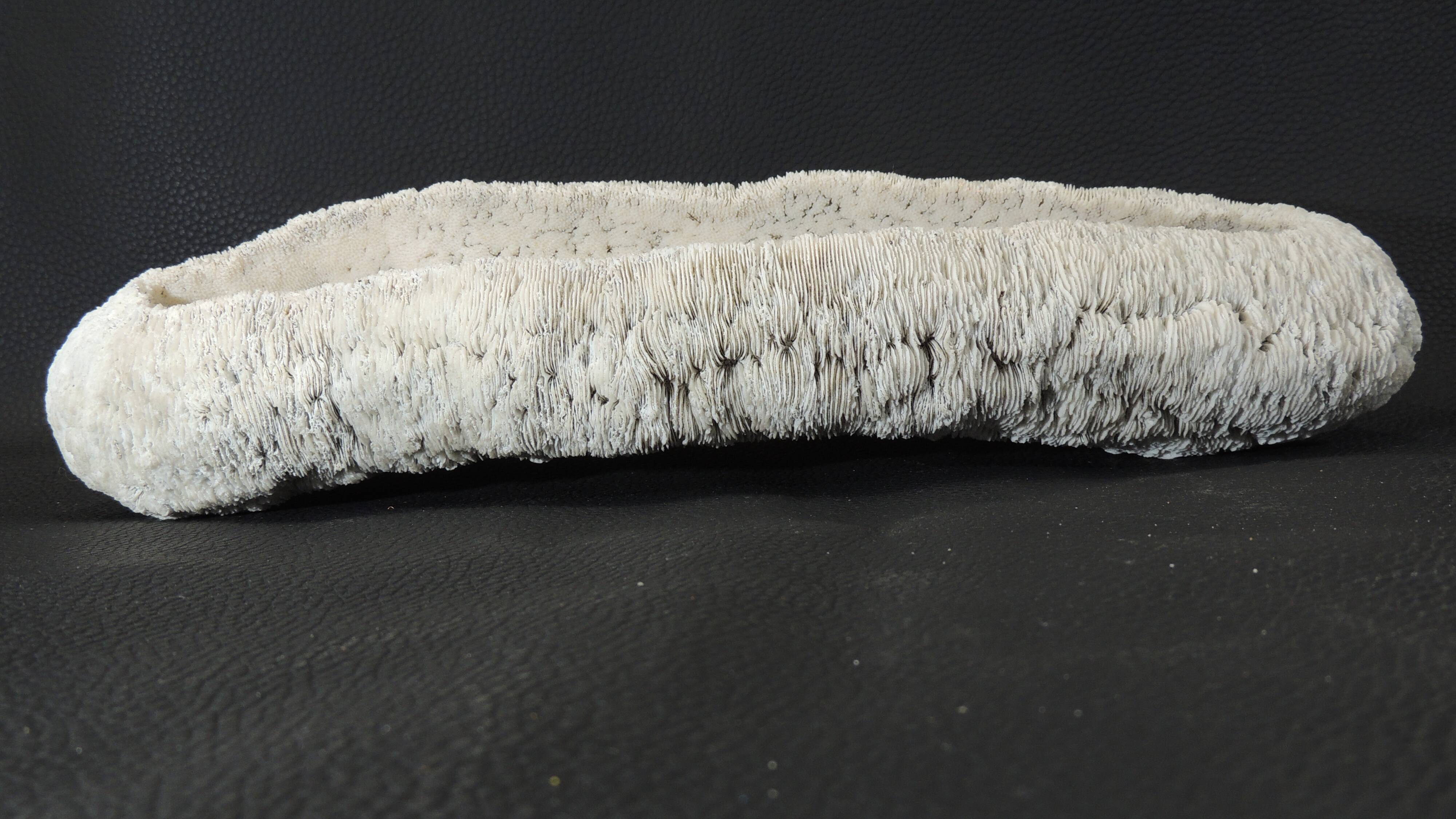 White coral cushion shark, vanuatu, papua new guinea