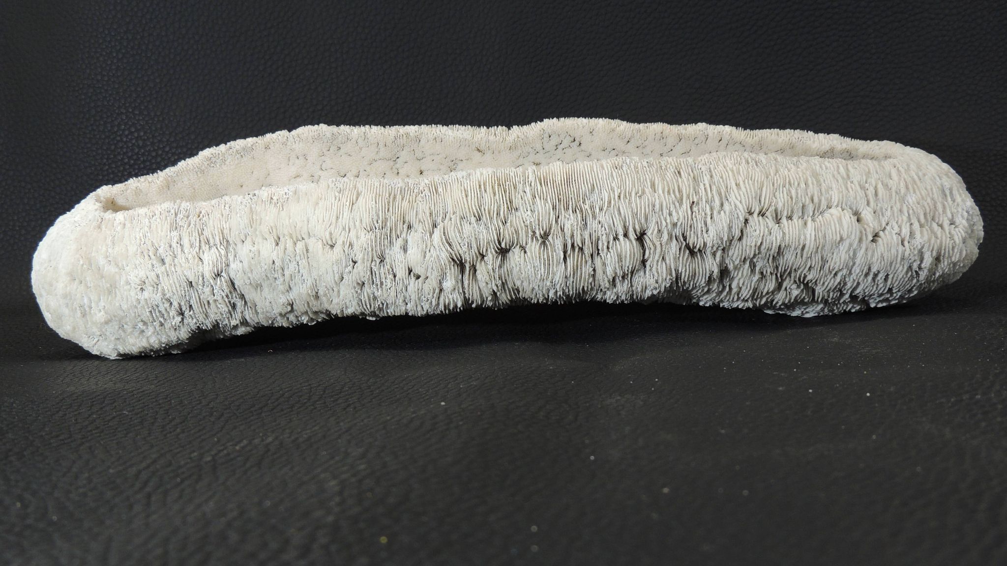 White coral cushion shark, vanuatu, papua new guinea