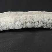 White coral cushion shark, vanuatu, papua new guinea