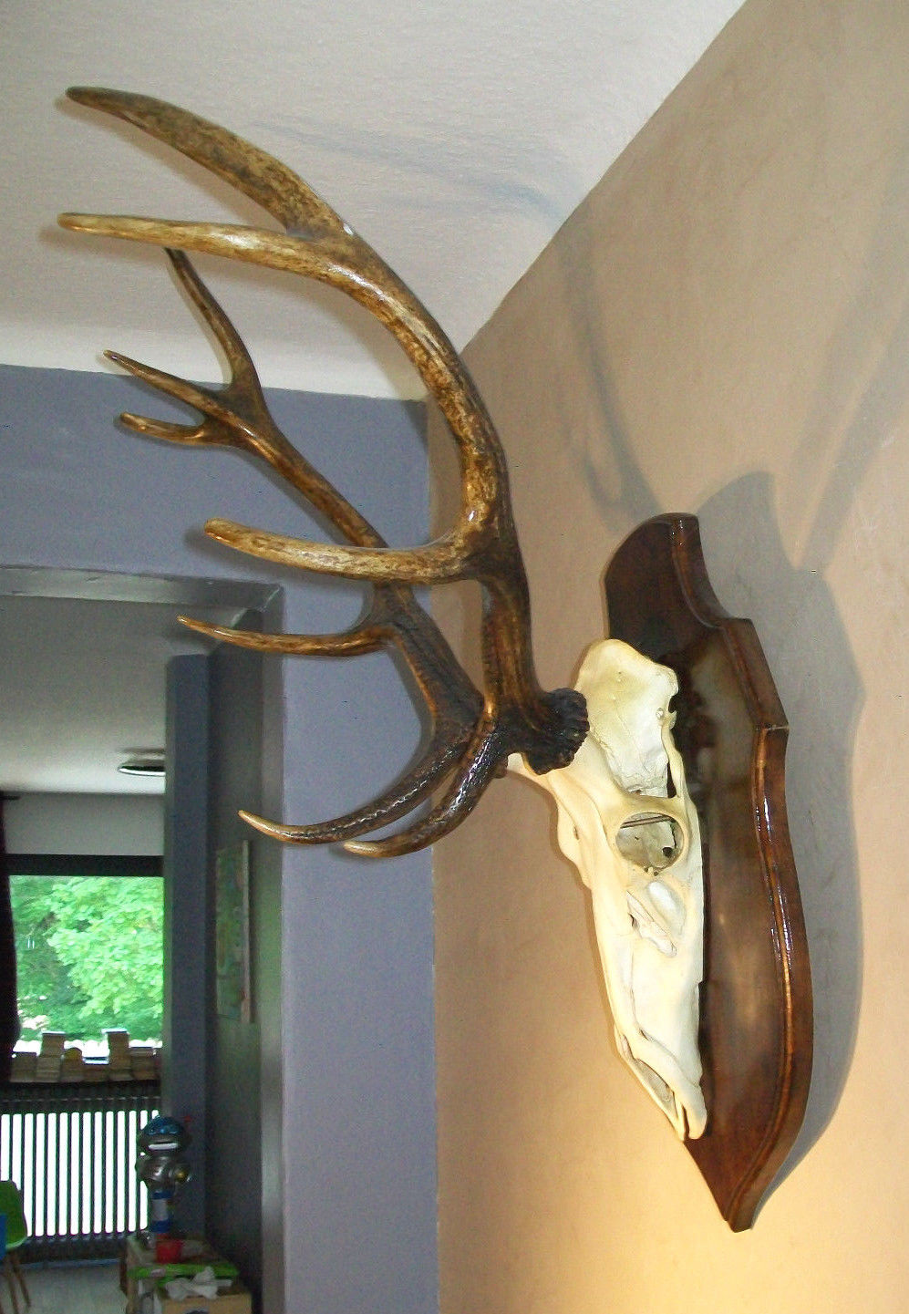 Deer hunting trophy