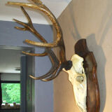 Deer hunting trophy