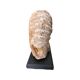 Large base ammonite