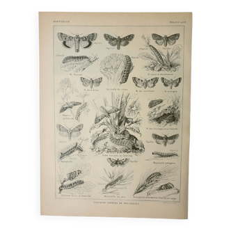 Gravure ancienne 1922, Noctuelle, insecte, entomologie, papillons • Lithographie, Planche originale