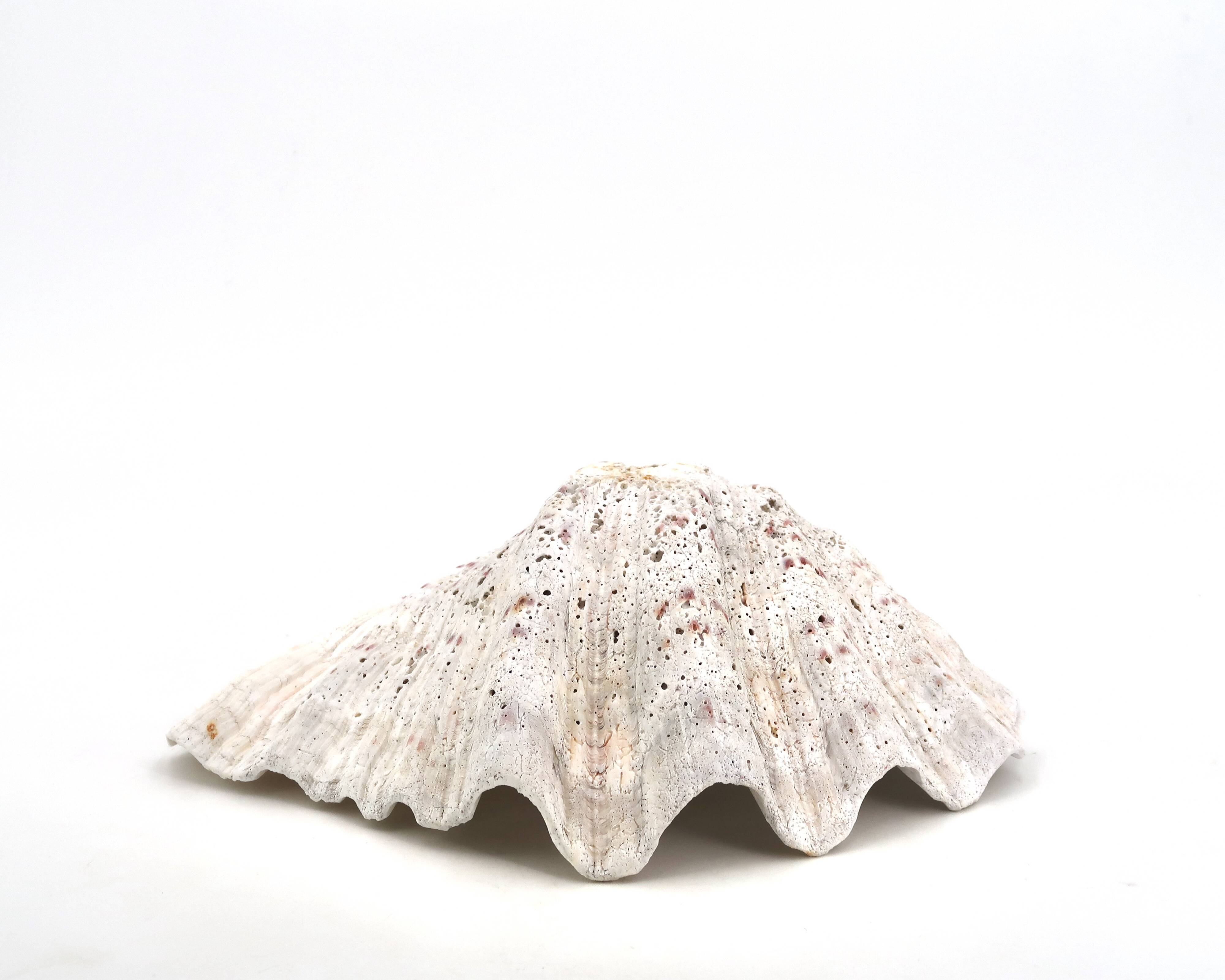 Natural white shell dish, 1970s.