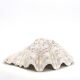 Natural white shell dish, 1970s.