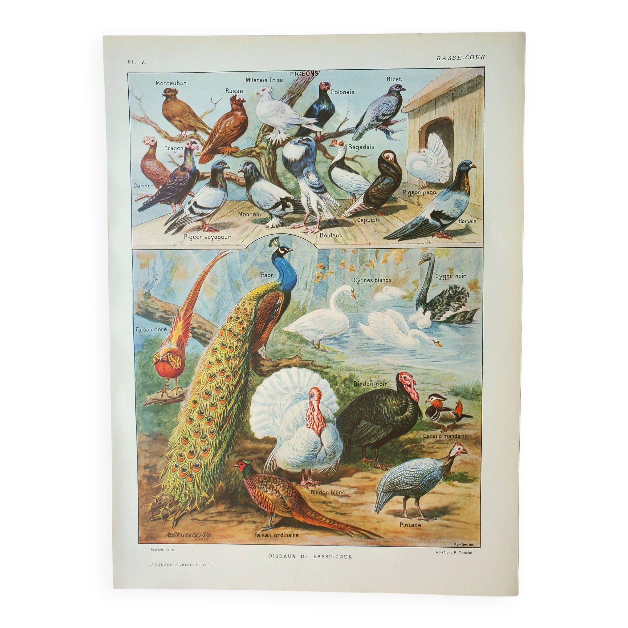 Old engraving 1922, Farmyard animals 2, birds, farm • Lithograph, Original plate