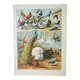 Old engraving 1922, Farmyard animals 2, birds, farm • Lithograph, Original plate