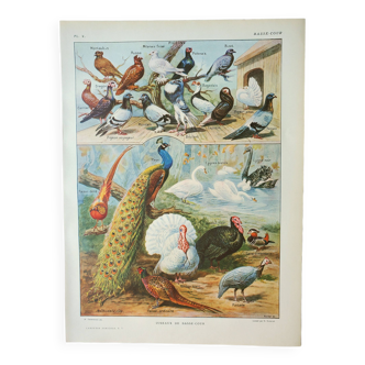 Gravure ancienne 1922, Animaux de basse-cour 2, oiseaux, ferme • Lithographie, Planche originale