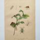 Old engraving from 1839 - Polygonatum Insects - Manually coloured