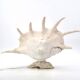 Accent lamp made of natural white shells, 1960s.