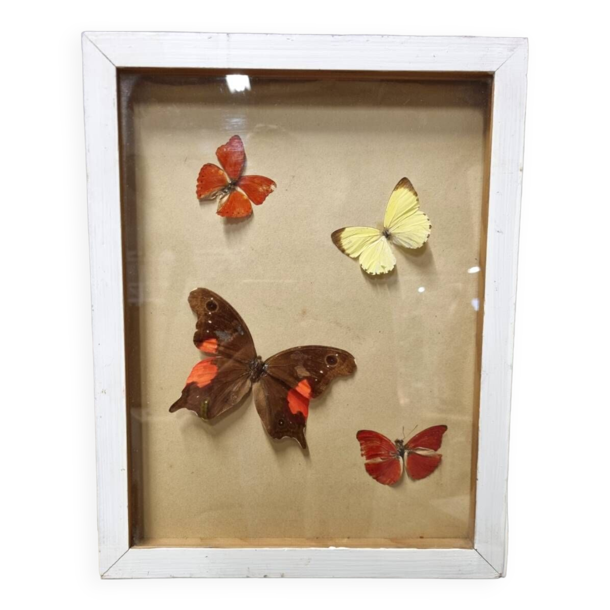 Butterfly entomology frame
