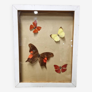 Butterfly entomology frame