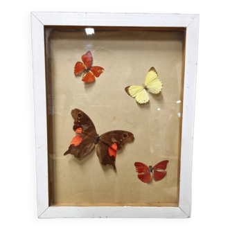 Butterfly entomology frame