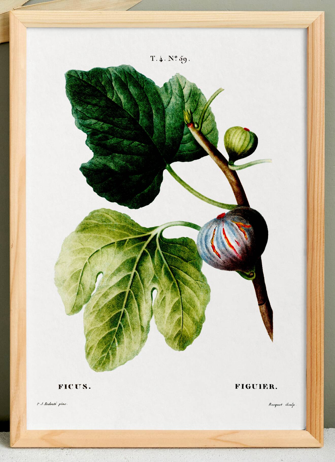Botanical poster on the fig tree, based on an old engraving from 1802.