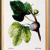 Botanical poster on the fig tree, based on an old engraving from 1802.