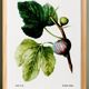 Botanical poster on the fig tree, based on an old engraving from 1802.