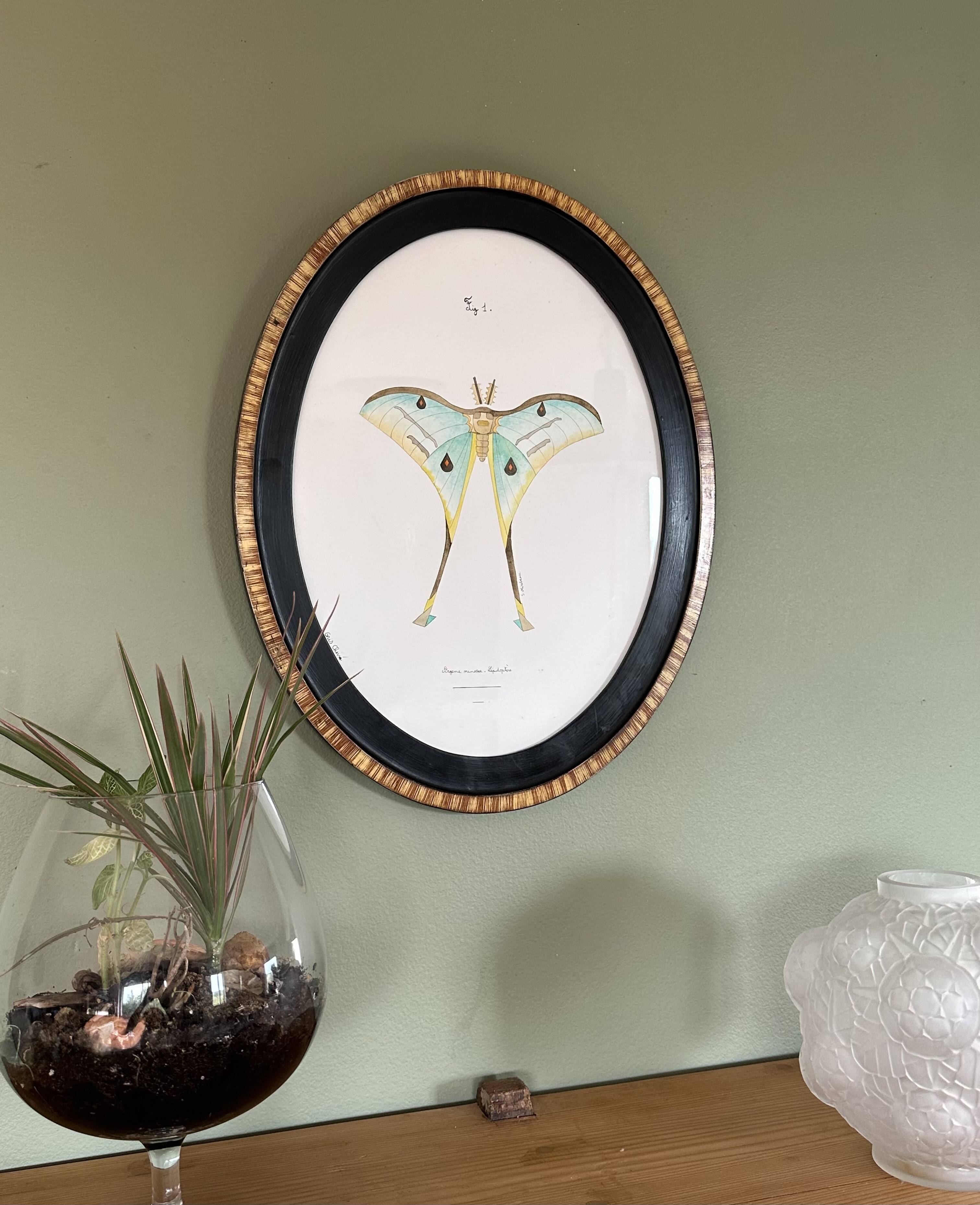 butterfly frame